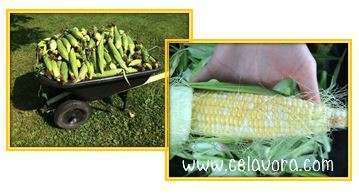 Freezing Corn the Shucking Process